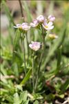 Androsace adfinis subsp. puberula (Jord. & Fourr.) Kress