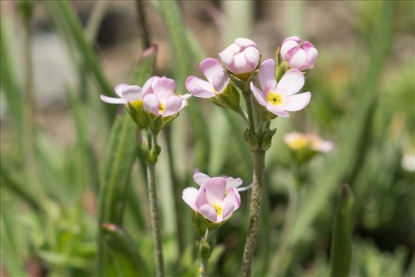 Androsace adfinis subsp. puberula (Jord. & Fourr.) Kress