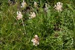 Anthyllis vulneraria subsp. alpestris (Kit.) Asch. & Graebn.