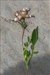 Anthyllis vulneraria subsp. alpestris (Kit.) Asch. & Graebn.