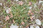Anthyllis vulneraria subsp. valesiaca (Beck) Guyot