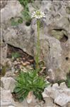 Arabis soyeri subsp. subcoriacea (Gren.) Breistr.