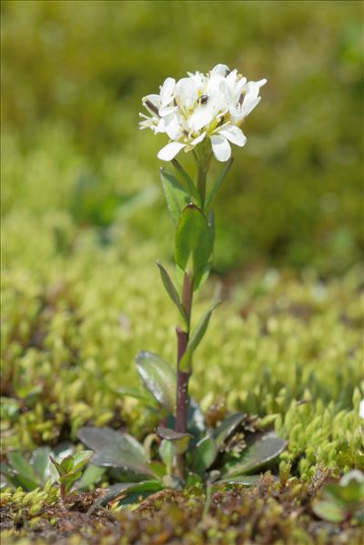 Arabis soyeri subsp. subcoriacea (Gren.) Breistr.