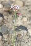 Asperula aristata subsp. longiflora (Waldst. & Kit.) Hayek