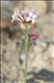 Asperula aristata subsp. longiflora (Waldst. & Kit.) Hayek