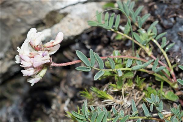 Astragalus australis (L.) Lam. f. australis 