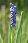 Muscari botryoides (L.) Mill. subsp. botryoides