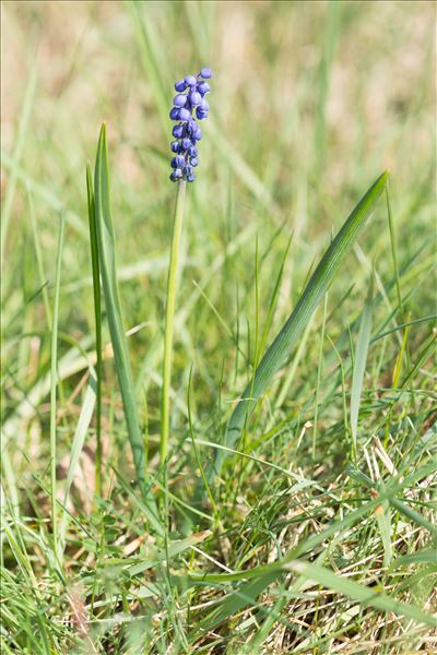 Muscari botryoides (L.) Mill. subsp. botryoides