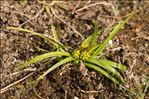 Carex viridula var. pulchella (Lönnr.) B.Schmid