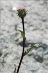 Erigeron schleicheri Gremli