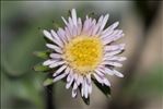 Erigeron schleicheri Gremli