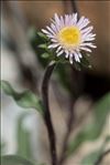 Erigeron schleicheri Gremli