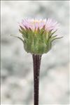 Erigeron schleicheri Gremli