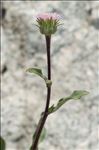 Erigeron schleicheri Gremli