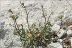 Erigeron schleicheri Gremli