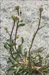 Erigeron schleicheri Gremli