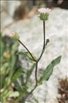 Erigeron schleicheri Gremli