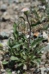 Erigeron schleicheri Gremli