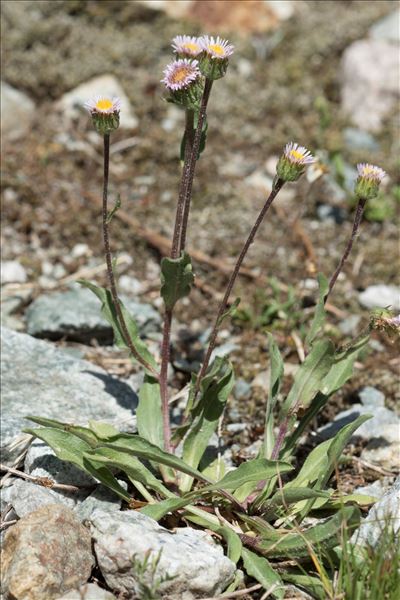 Erigeron schleicheri Gremli