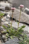 Erigeron neglectus A.Kern.