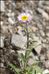 Erigeron neglectus A.Kern.