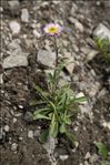 Erigeron neglectus A.Kern.