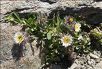 Erigeron neglectus A.Kern.