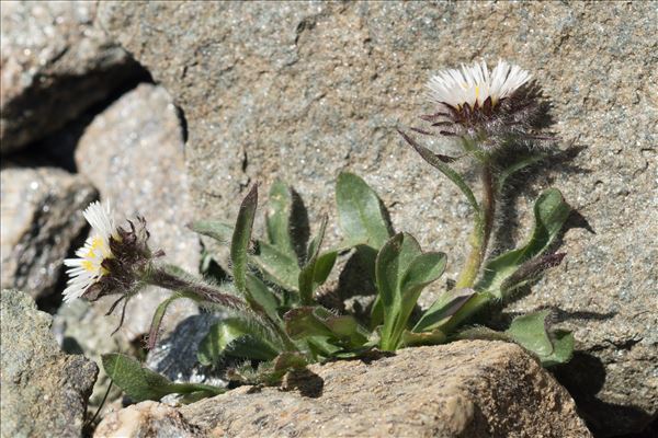 Erigeron neglectus A.Kern.