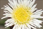 Erigeron neglectus A.Kern.