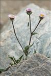 Erigeron neglectus A.Kern.