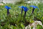 Gentiana brachyphylla Vill.