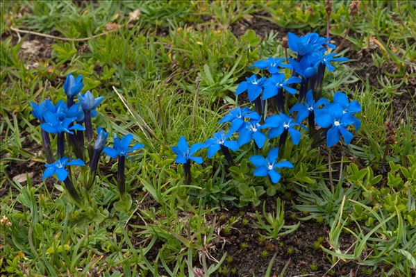 Gentiana brachyphylla Vill.