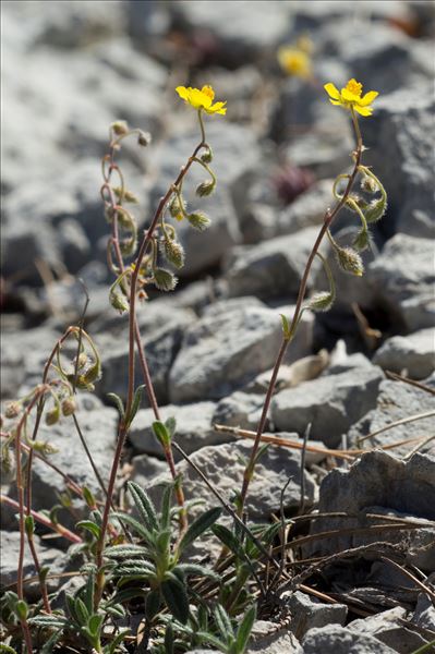 Helianthemum italicum var. alpestre (Jacq.) Gren.