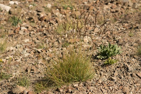 Helictotrichon sedenense (Clarion ex DC.) Holub subsp. sedenense