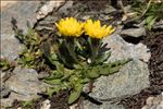 Scorzoneroides montana (Lam.) Holub