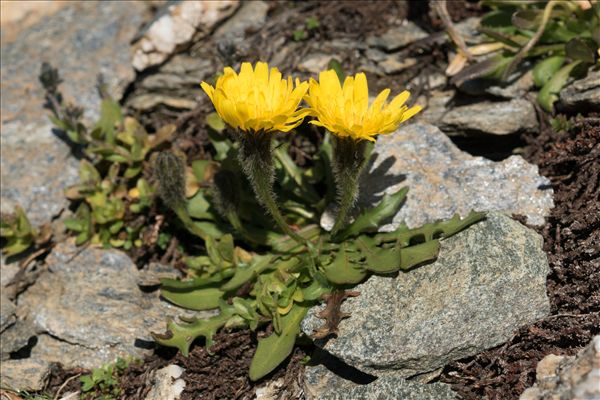 Scorzoneroides montana (Lam.) Holub