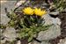 Scorzoneroides montana (Lam.) Holub