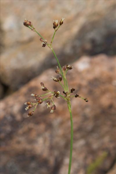 Luzula alpinopilosa subsp. candollei (E.Mey.) Rothm.