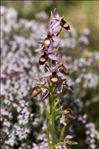 Ophrys saratoi E.G.Camus