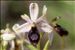 Ophrys saratoi E.G.Camus