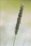 Phleum rhaeticum (Humphries) Rauschert