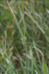 Phleum rhaeticum (Humphries) Rauschert