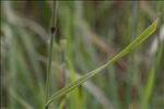 Phleum rhaeticum (Humphries) Rauschert