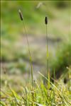 Phleum rhaeticum (Humphries) Rauschert