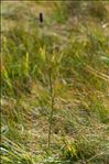 Phleum rhaeticum (Humphries) Rauschert