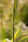 Phleum rhaeticum (Humphries) Rauschert