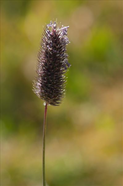 Phleum rhaeticum (Humphries) Rauschert