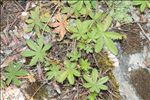 Potentilla thuringiaca Bernh. ex Link