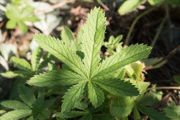 Potentilla thuringiaca Bernh. ex Link