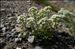 Hornungia alpina (L.) O.Appel subsp. alpina